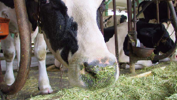 Feeding stuff